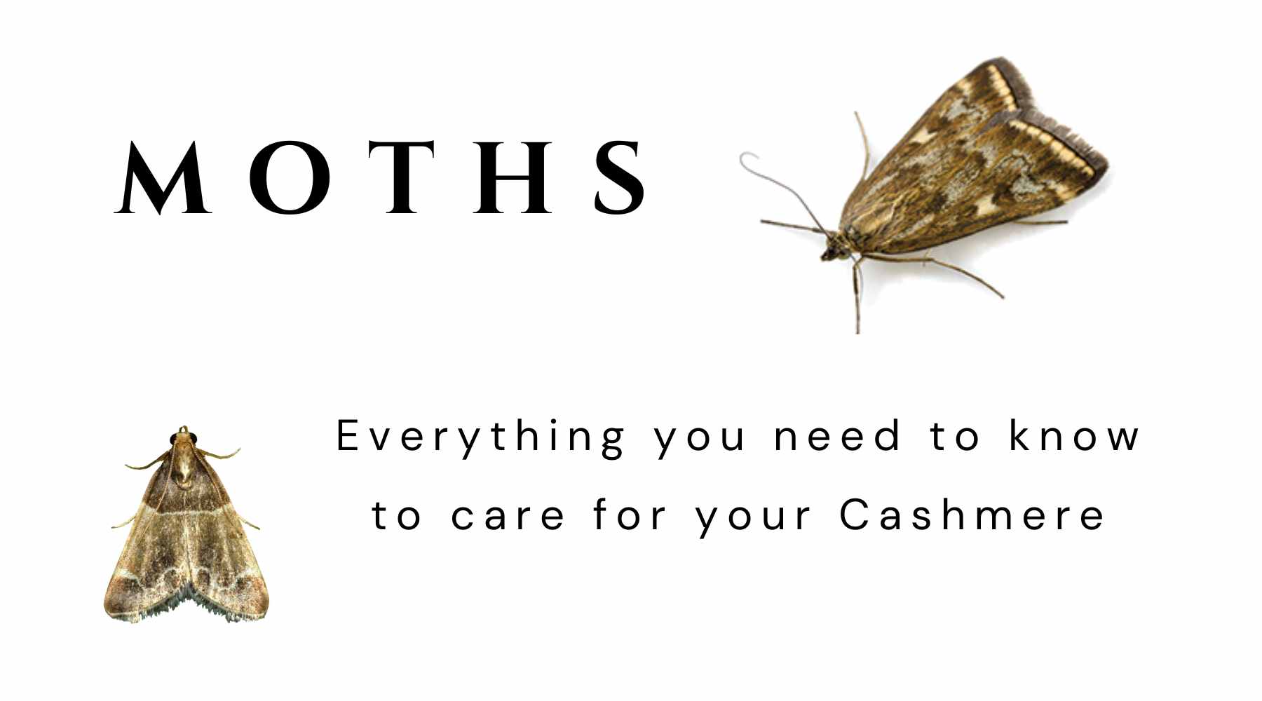 How to Protect Cashmere from Moths: Everything You Need to Know