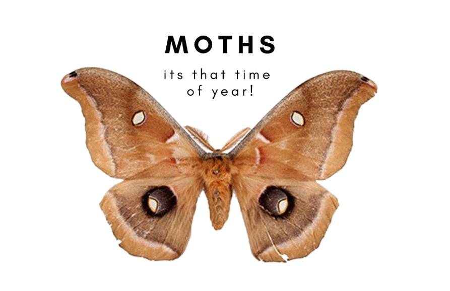Moths what you can do to protect your Cashmere.