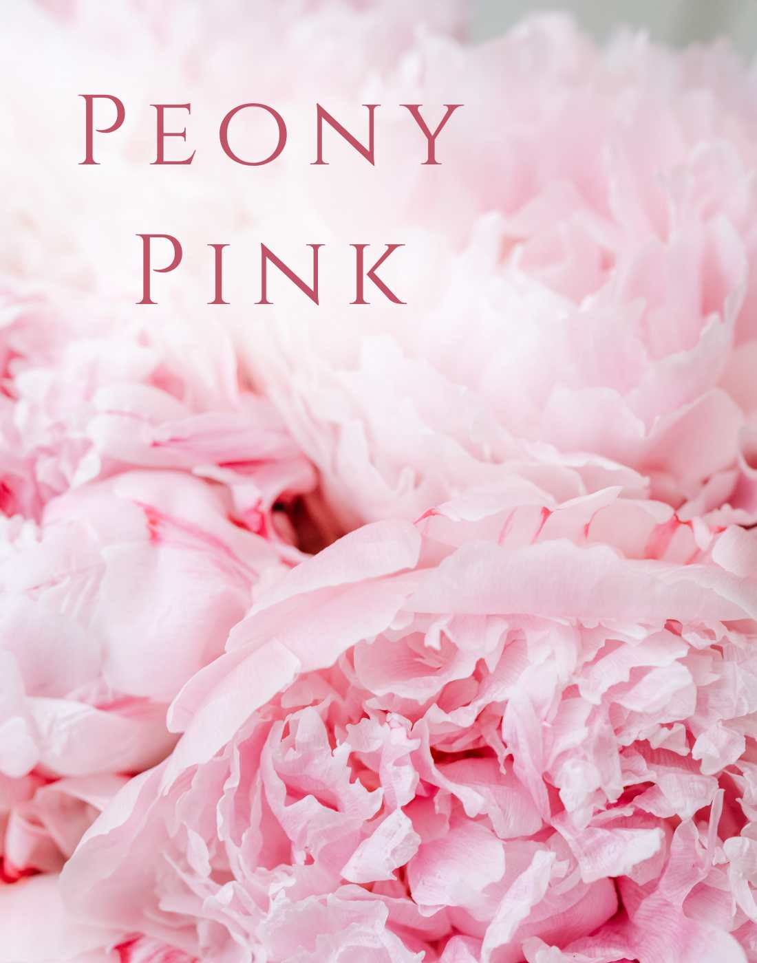 Peony Pink Cashmere Collection
